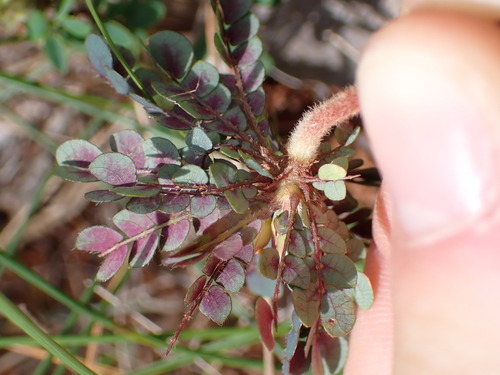 Image of Biophytum umbraculum by (c) Louis Aureglia, some rights reserved (CC BY)