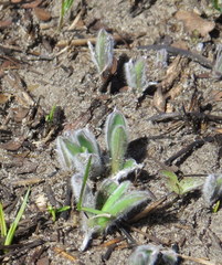 Plantago patagonica