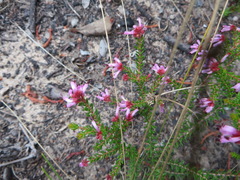 Erica dispar