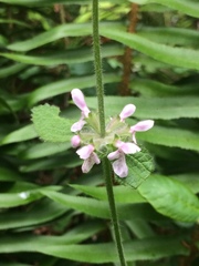 Stachys rigida quercetorum