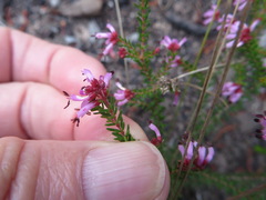 Erica dispar