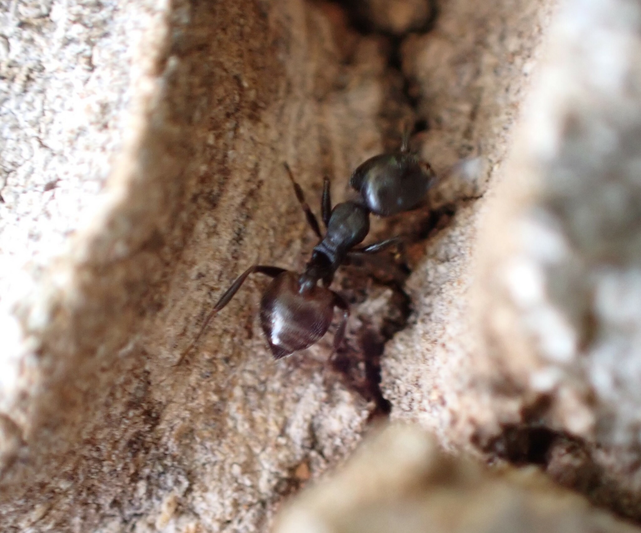 Crematogaster mafybe