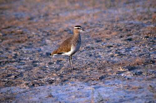 Sociable Lapwing