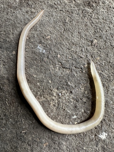 Intestinal Roundworm