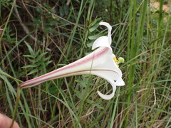Lilium longiflorum