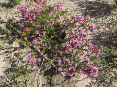 Erica dispar