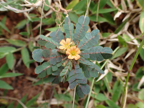 Image of Biophytum umbraculum by (c) Louis Aureglia, some rights reserved (CC BY)