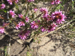 Erica dispar