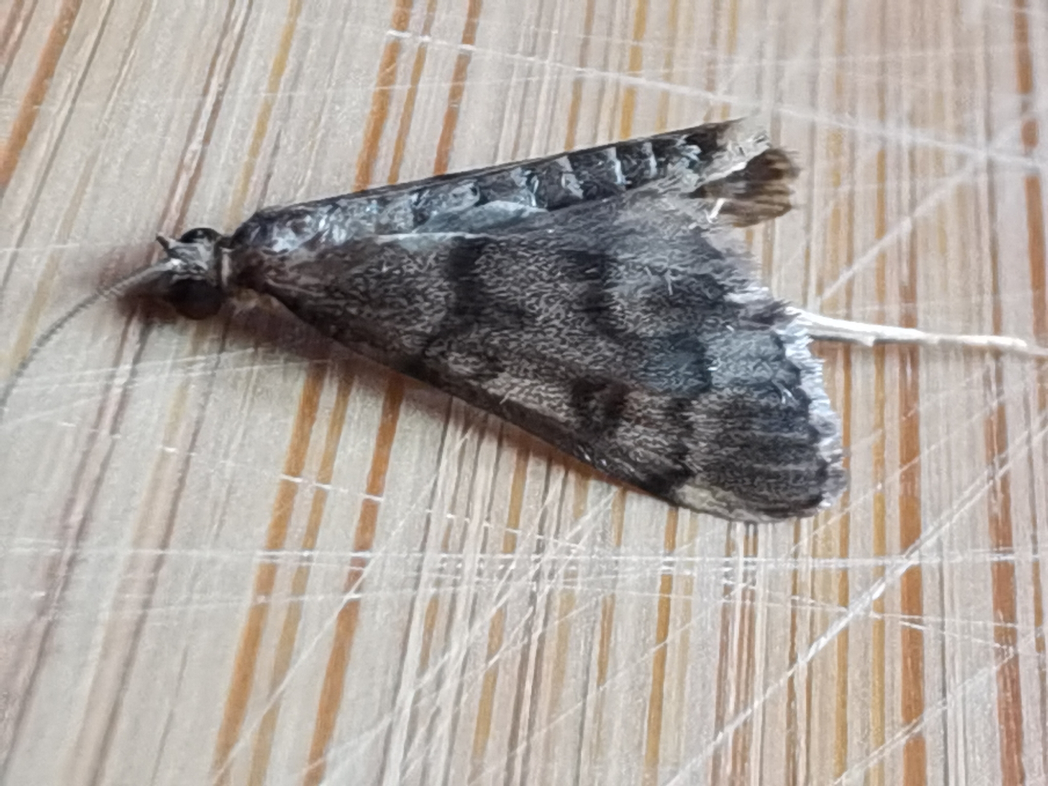 Stenia daralis