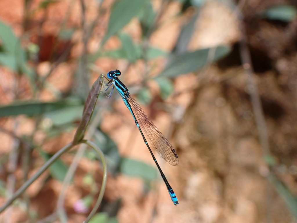 Malagasy Bluet