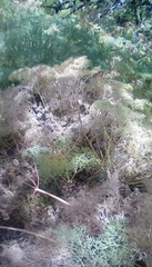 Lomatium columbianum