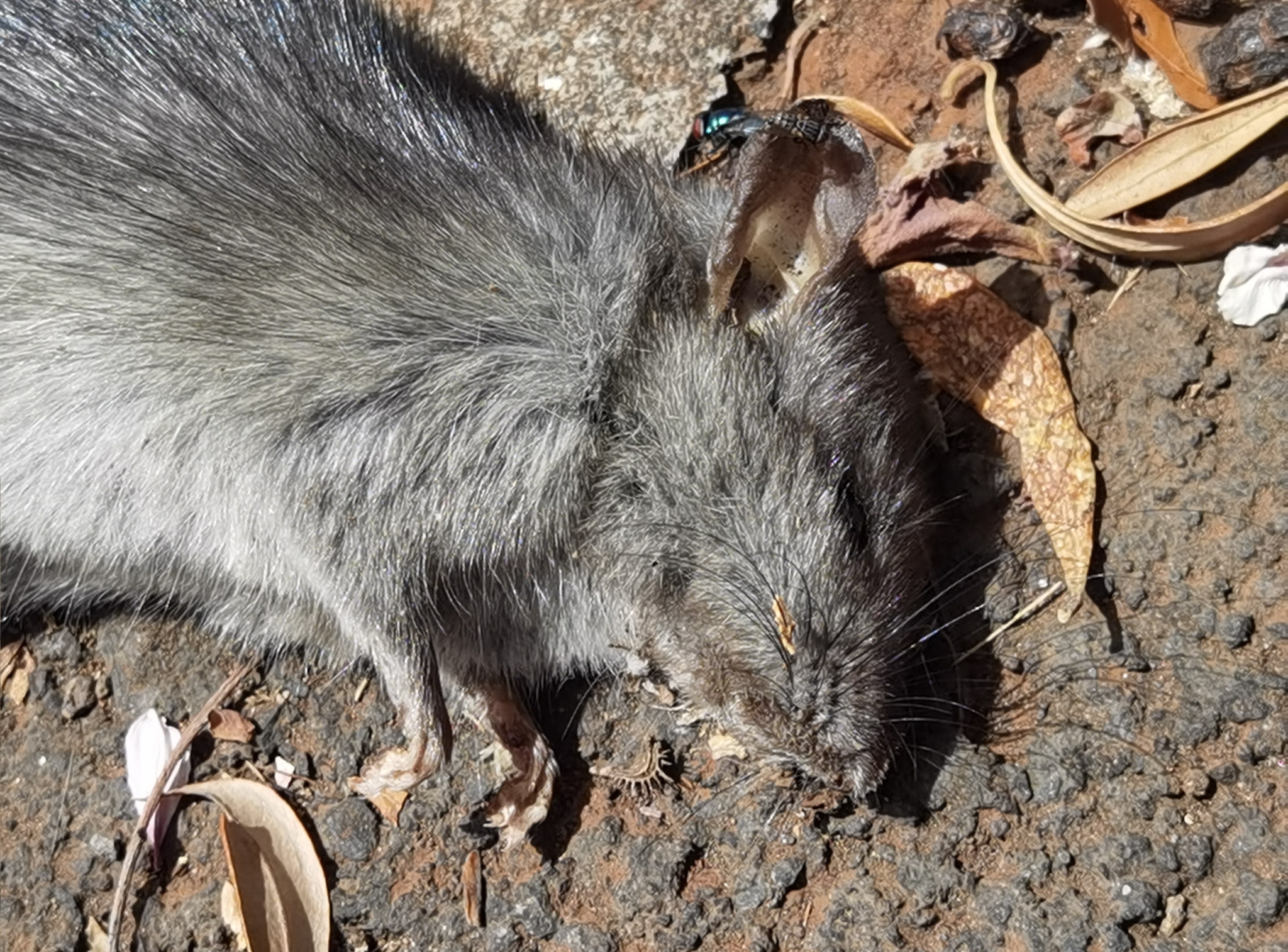 Rata negra