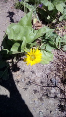 Balsamorhiza