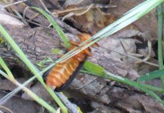 Pterotus obscuripennis