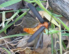 Pterotus obscuripennis