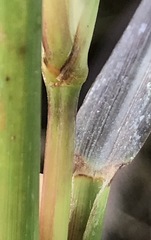 Cenchrus × cupreus