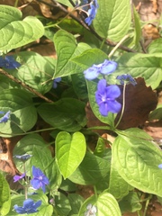 Omphalodes verna