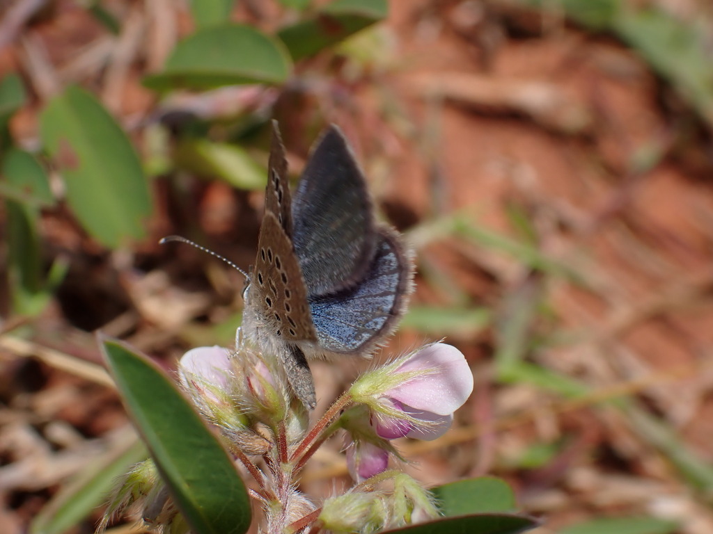 Actizera atrigemmata