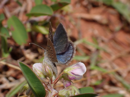 Actizera atrigemmata