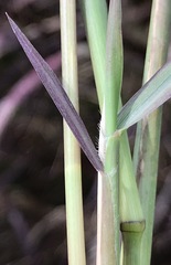 Cenchrus × cupreus