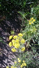 Lomatium triternatum triternatum