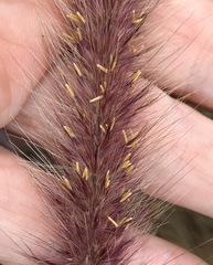 Cenchrus × cupreus