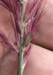 Cenchrus × cupreus