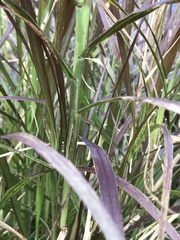 Cenchrus × cupreus