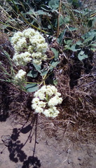 Eriogonum compositum compositum