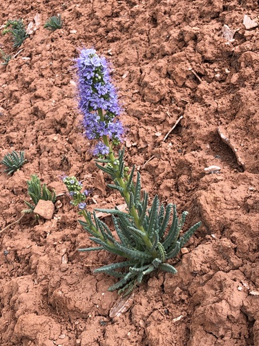 Utah phacelia (Phacelia utahensis)