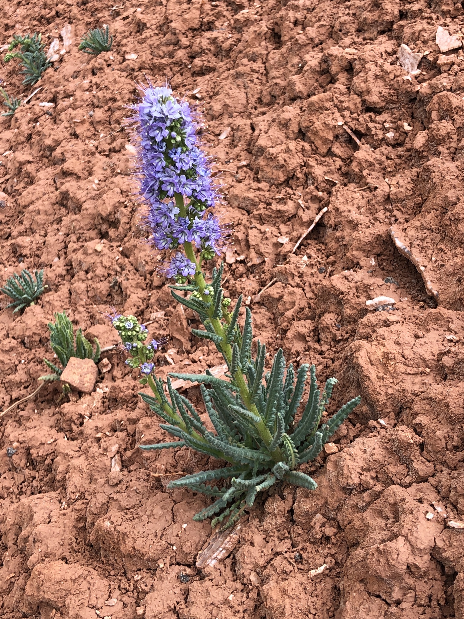 Phacelia utahensis
