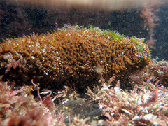 Actinopyga echinites