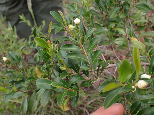 Image of Aphloia theiformis by (c) Louis Aureglia, some rights reserved (CC BY)