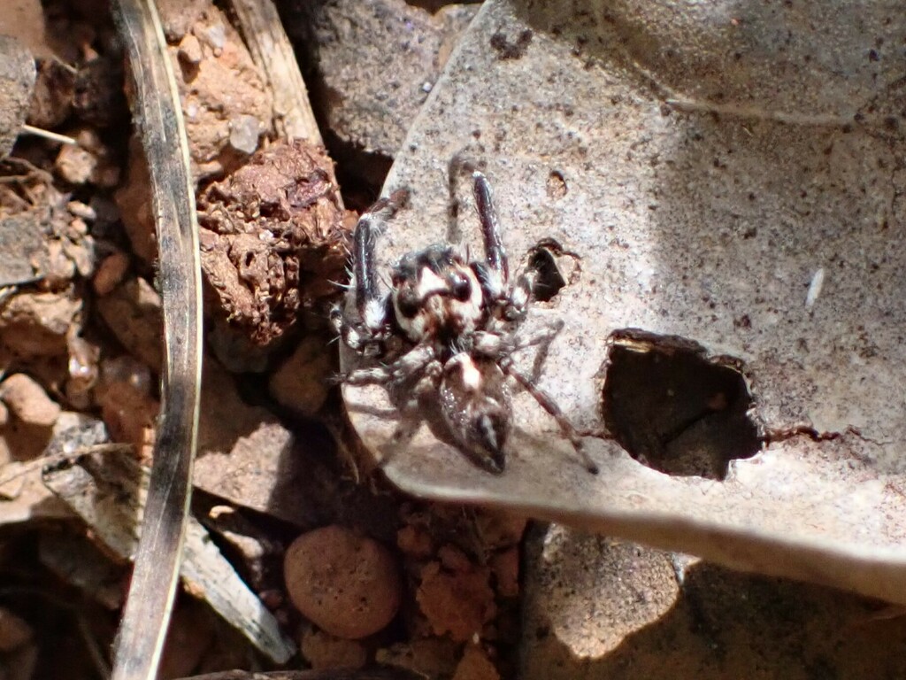 Hyllus acutus