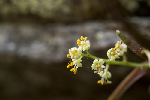 Toxicodendron orientale (Toxicodendron orientale)