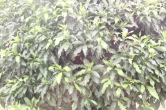 Pteroglossus inscriptus