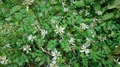 Astragalus nokoensis