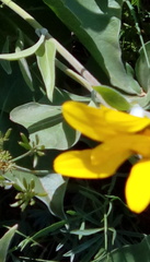 Balsamorhiza
