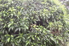 Pteroglossus inscriptus