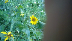 Balsamorhiza