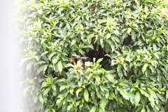 Pteroglossus inscriptus