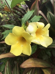 Allamanda cathartica