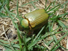 Chrysina orizabae