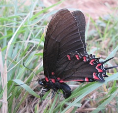 Mimoides thymbraeus aconophos