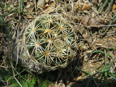 Coryphantha retusa