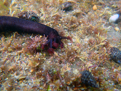 Polycheira rufescens