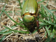 Chrysina orizabae