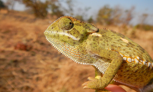 Flap-necked Chameleon