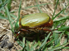 Chrysina orizabae