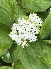 Kraniopsis